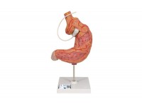 model hemoroidów - 3b smart anatomy - 1000315 [k27] 3b scientific modele anatomiczne 9